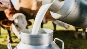 [INFOGRÁFICO] IN 76º entenda mais sobre as novas diretrizes para a producao de leite
