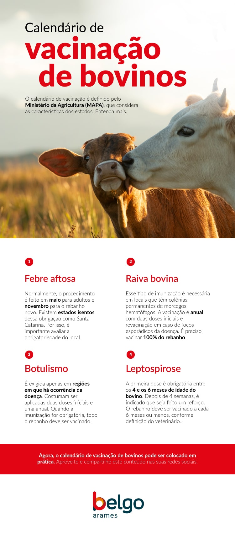 Calendário de vacinação de bovinos infográfico