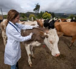[Infográfico] Calendário de vacinação de bovinos