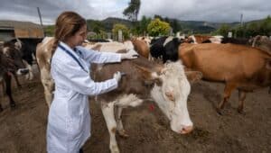 [Infográfico] Calendário de vacinação de bovinos