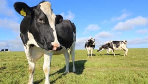Estresse térmico em gado leiteiro: como ocorre e como evitar